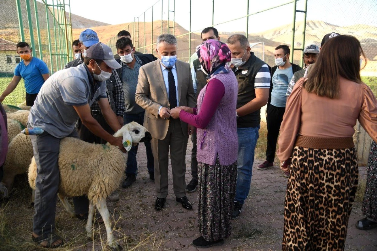 Kayseri\'de damızlık koçların dağıtımına başlandı