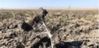 Kuyucuk Gölü Kuş Cenneti tamamen kurudu