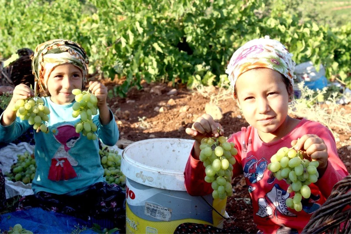 Peygamber üzümünün pazar sorunu ortadan kalkıyor