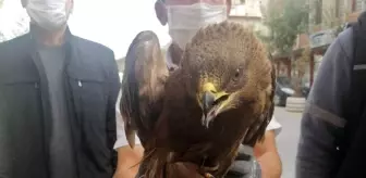 Yaralı olarak bulunan Şahin tedavi altına alındı