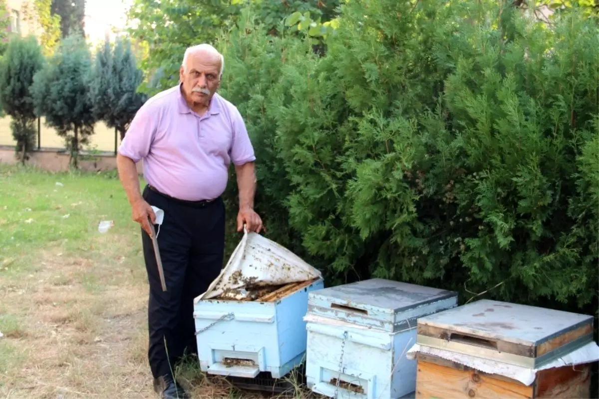 Hatay\'daki yangında binden fazla arı kovanı yandı