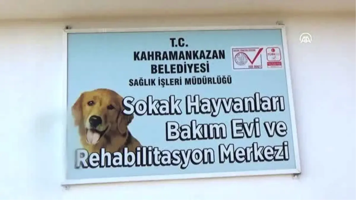 Son dakika haberi! Kahramankazan\'da aylık 650 kilo bayat ekmek sokak hayvanlara mama oluyor