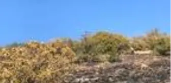 Son dakika haberi: Kelkit'te çalılık yangını: 8 hektar alan zarar gördü