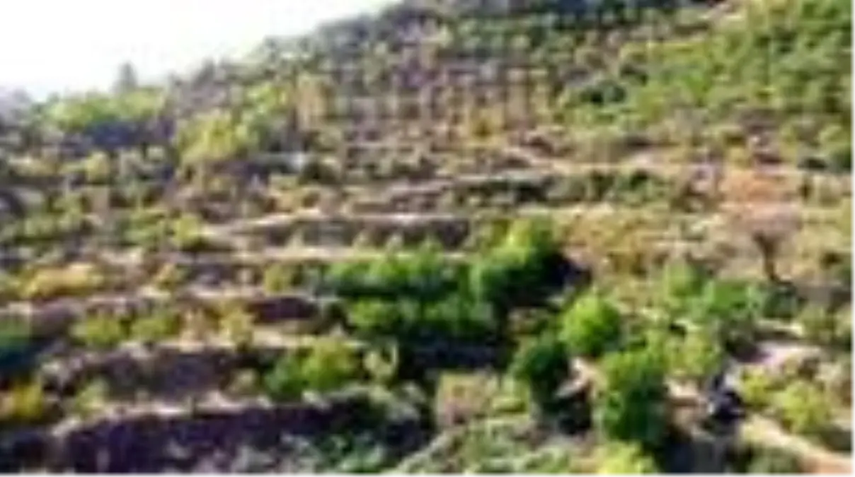 Tescilli "Şebin cevizi"nde üreticiler hasat mesaisinde