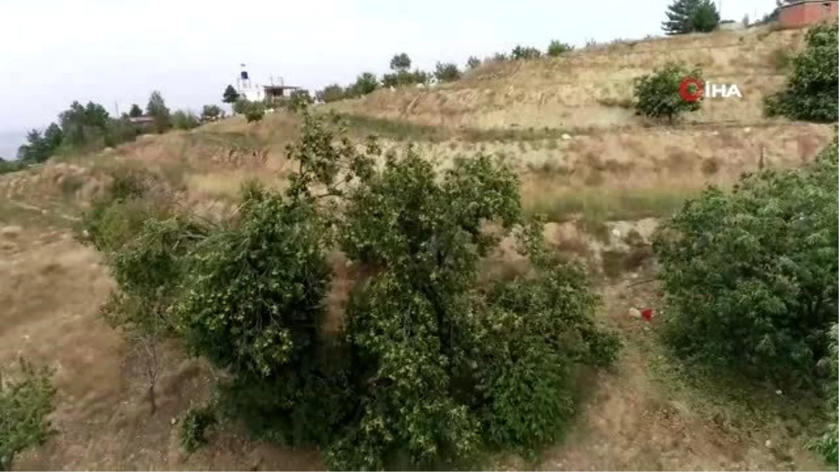 1000 rakımlı engebeli arazide binbir zahmetli kestane hasadı başladı