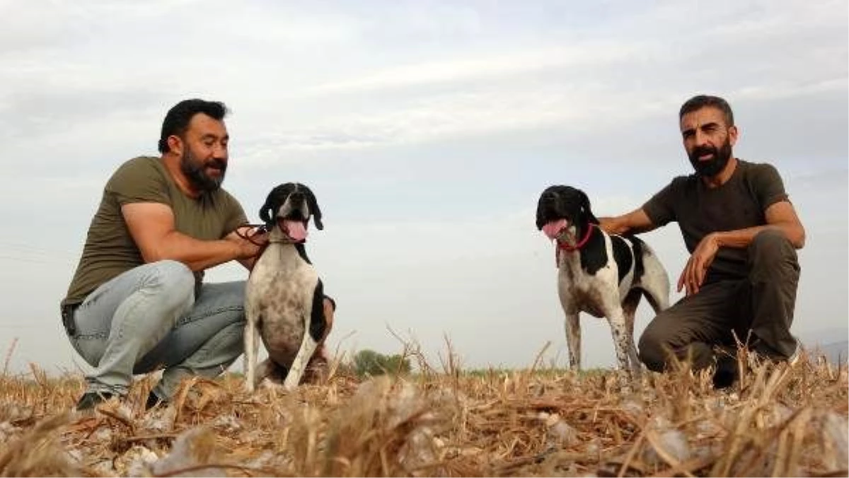 Av köpeklerinin gönüllü eğitmeni