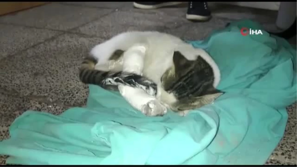 Kırık ayağı ile hastaneye gelen kediye yardım
