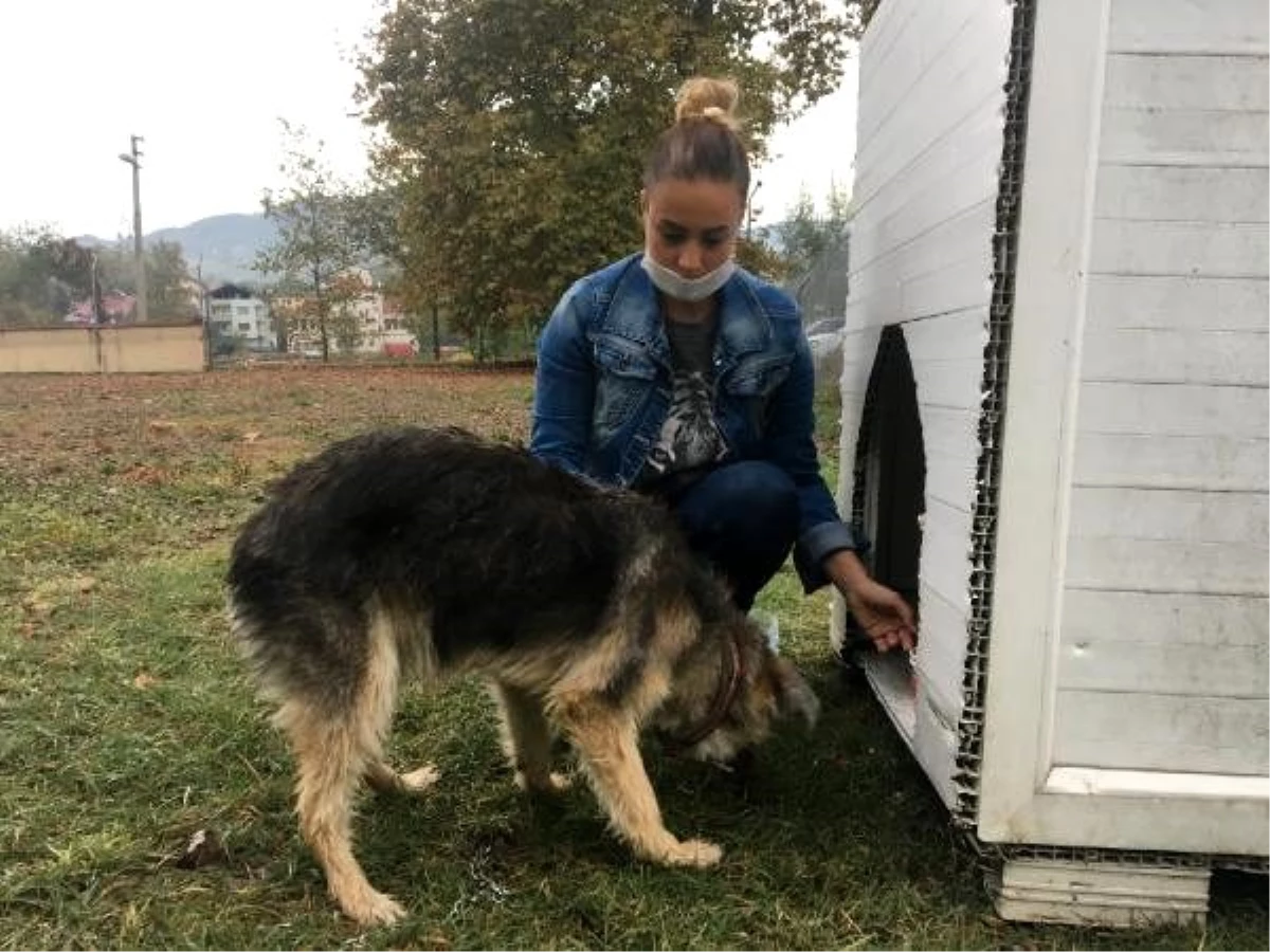 Köpeği sopayla döven kişiden şikayetçi oldu