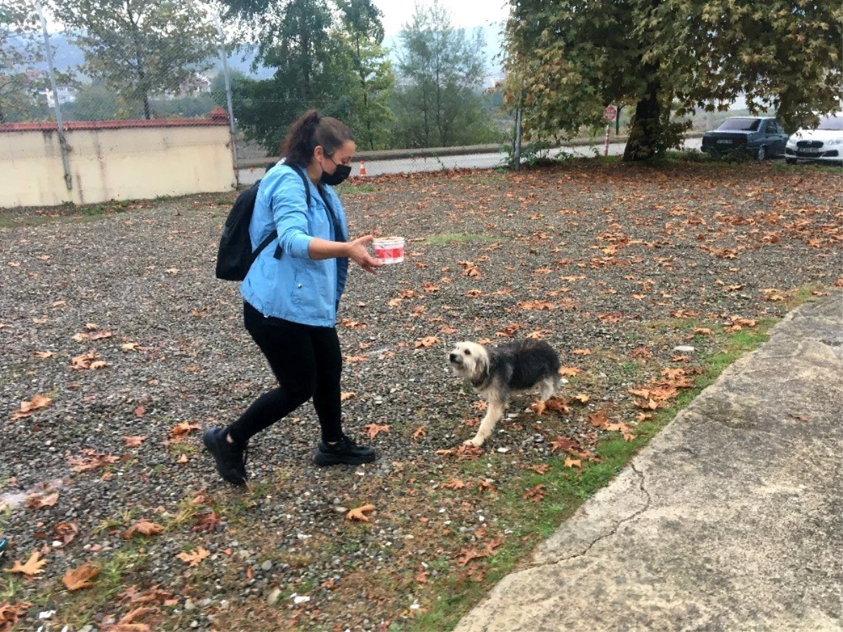 Kümesine giren köpeği sopayla döven şahıstan şikayetçi oldular