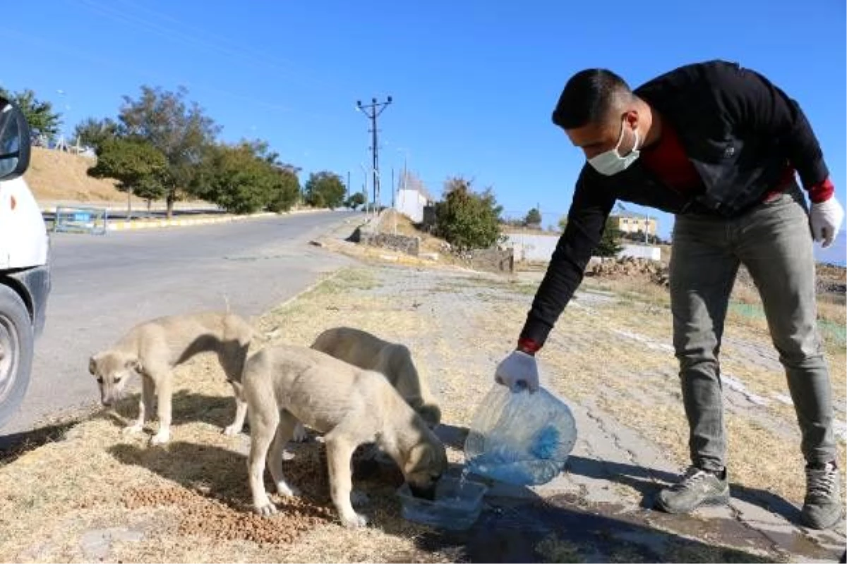 Sokak hayvanları için doğaya su ve yiyecek bıraktılar