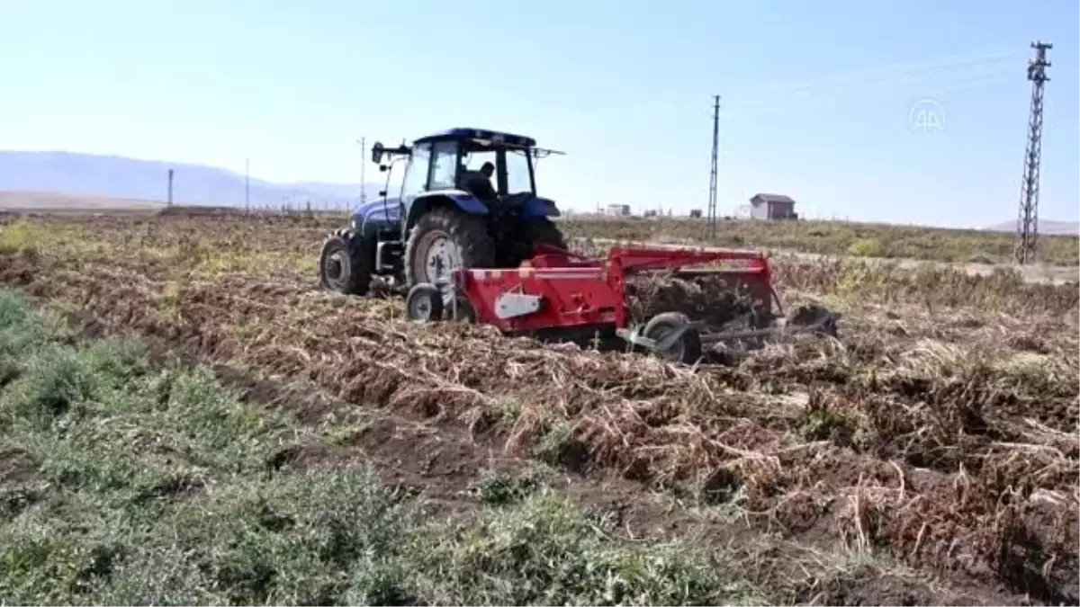 Tescilli mor patates "ilkmor"un sofralara yolculuğu başladı