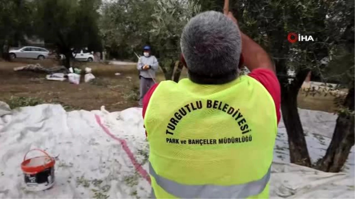 Turgutlu Belediyesi zeytin hasadına başladı