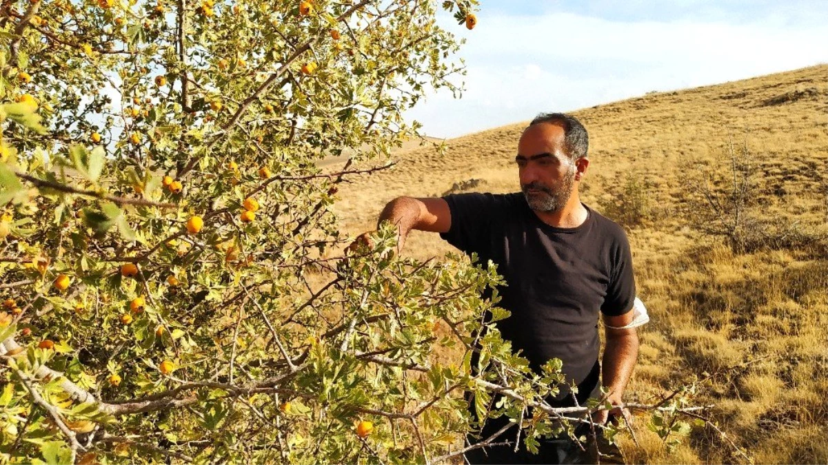 Yunak\'ta alıç toplanmaya devam ediyor