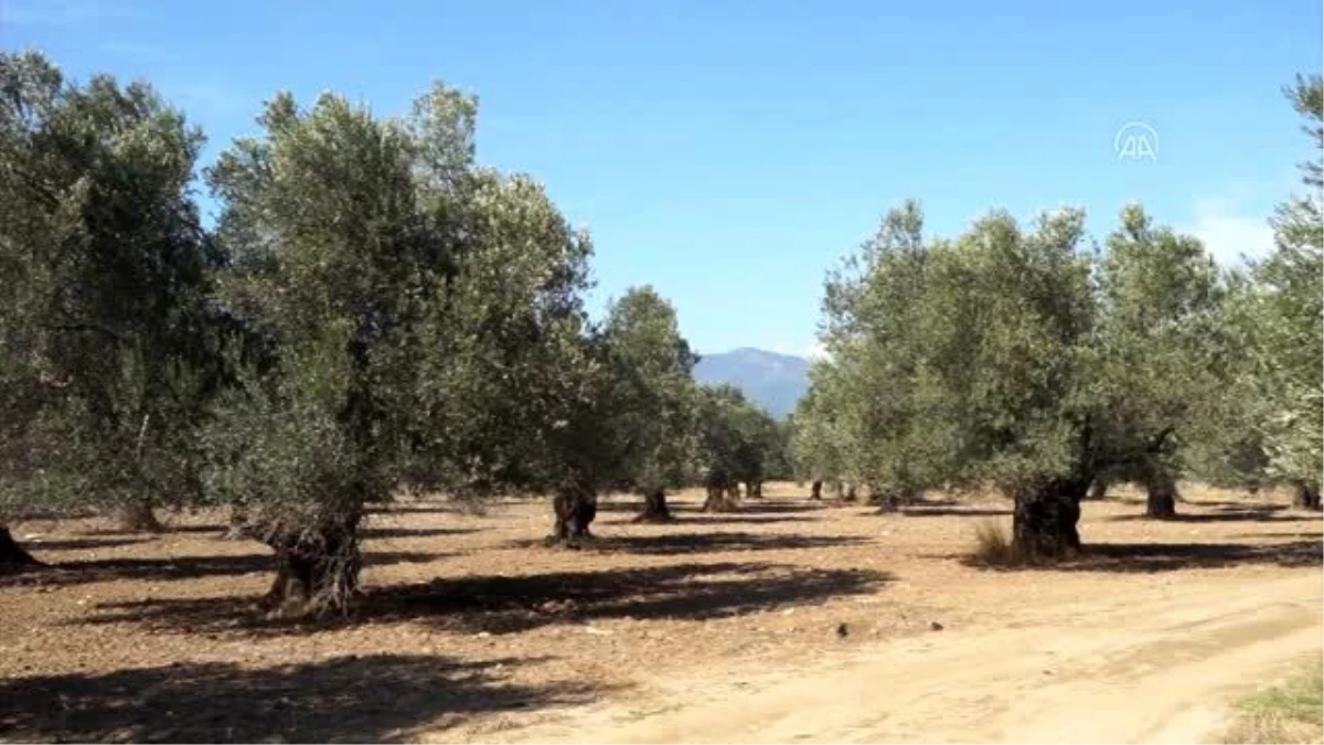 Zeytin üreticisine "Erken hasat için acele etmeyin" uyarısı