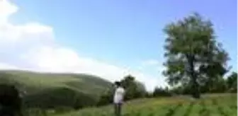 Ada çayı, köylülerin kazanç kapısı oldu