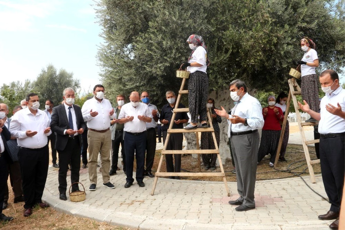Son dakika haber | Anıt ağacın zeytini Cumhurbaşkanı Erdoğan\'a gönderilecek