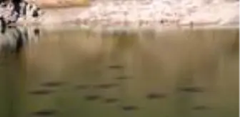 Baraj Gölünün yüzeyinde kümeleşen balıklar şaşırttı