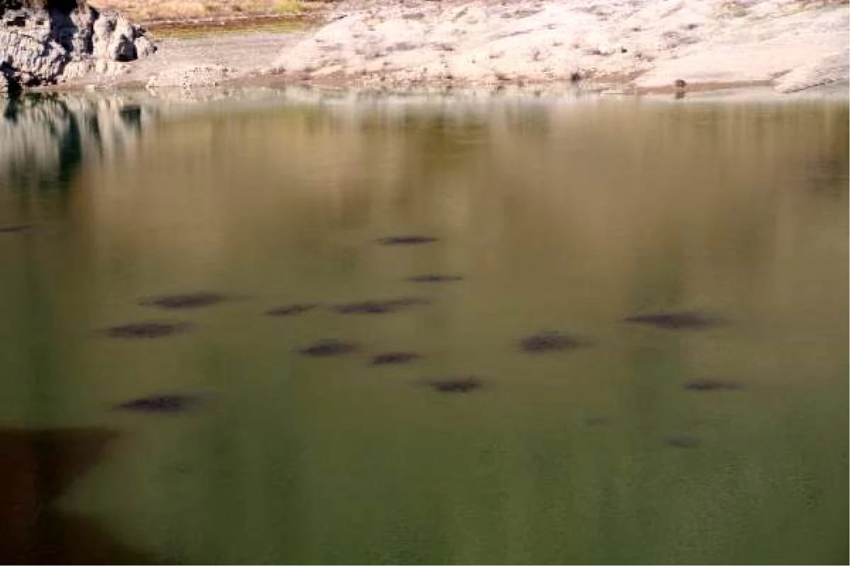 Baraj Gölünün yüzeyinde kümeleşen balıklar şaşırttı
