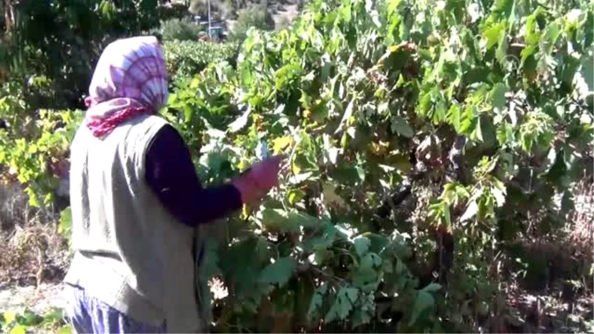 Beypazarı\'nda güzle birlikte bağ bozumu ve pekmez yapımına başlandı