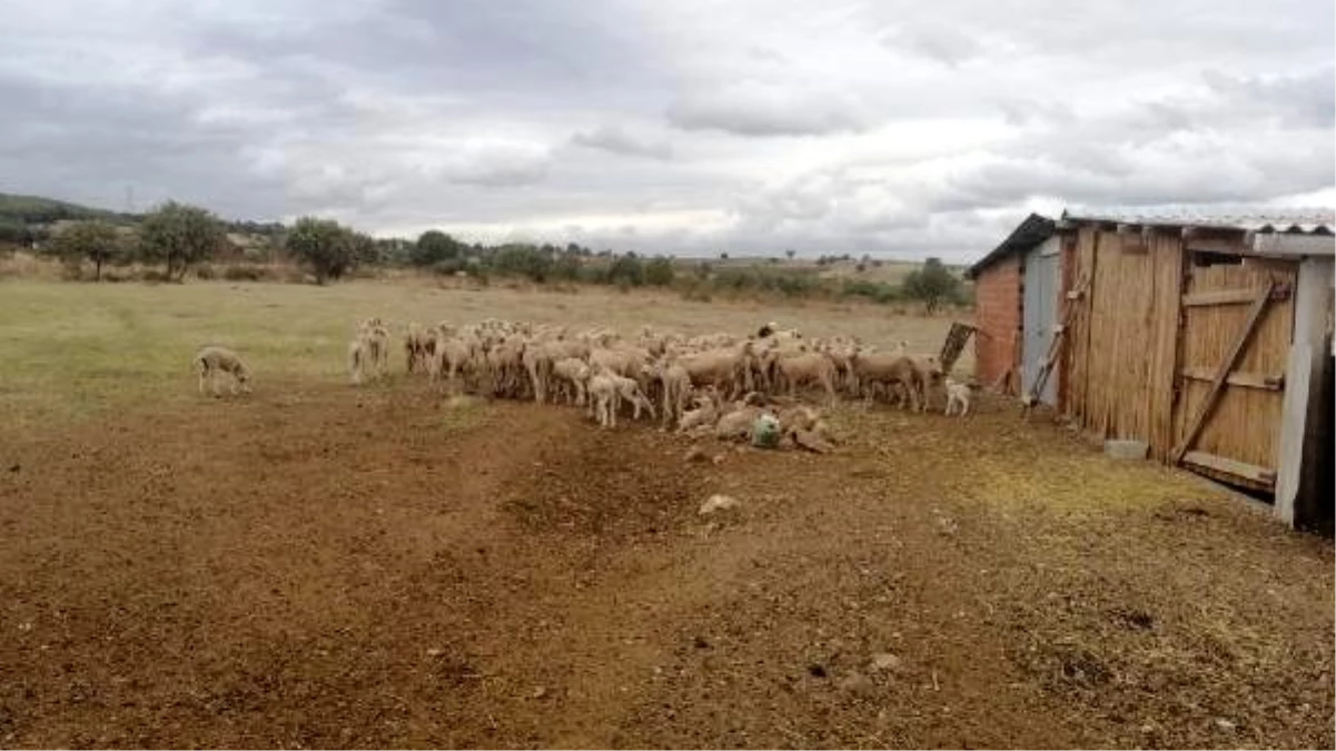 Biga\'da hayvanlarda çiçek hastalığı çıktı; 15 köy karantinaya alındı