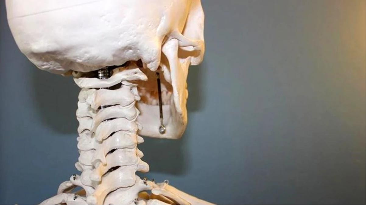 İnsan kafatasında yeni bir organ keşfedildi! "Yedek" olarak kullanılabilir