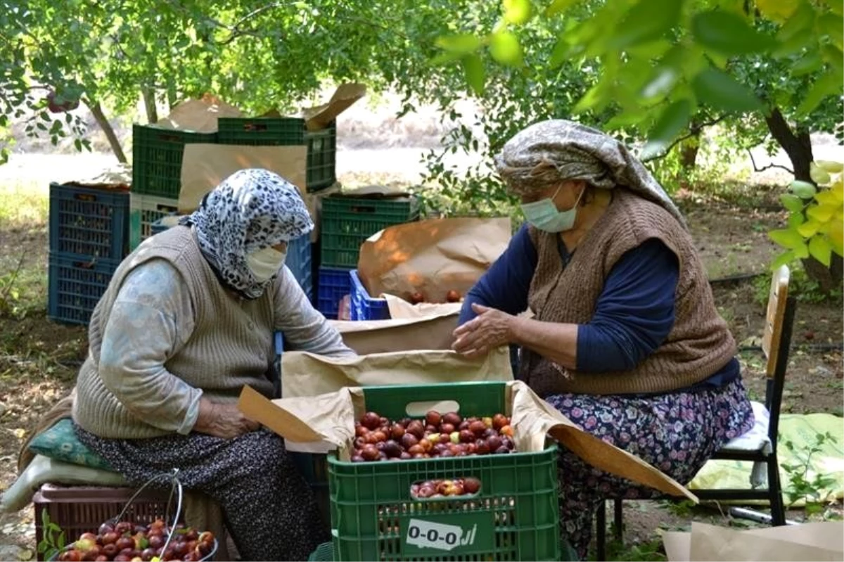 Bir ağaçtan 20 kilogram elde ediliyor, kilosu 10 TL\'den satılıyor