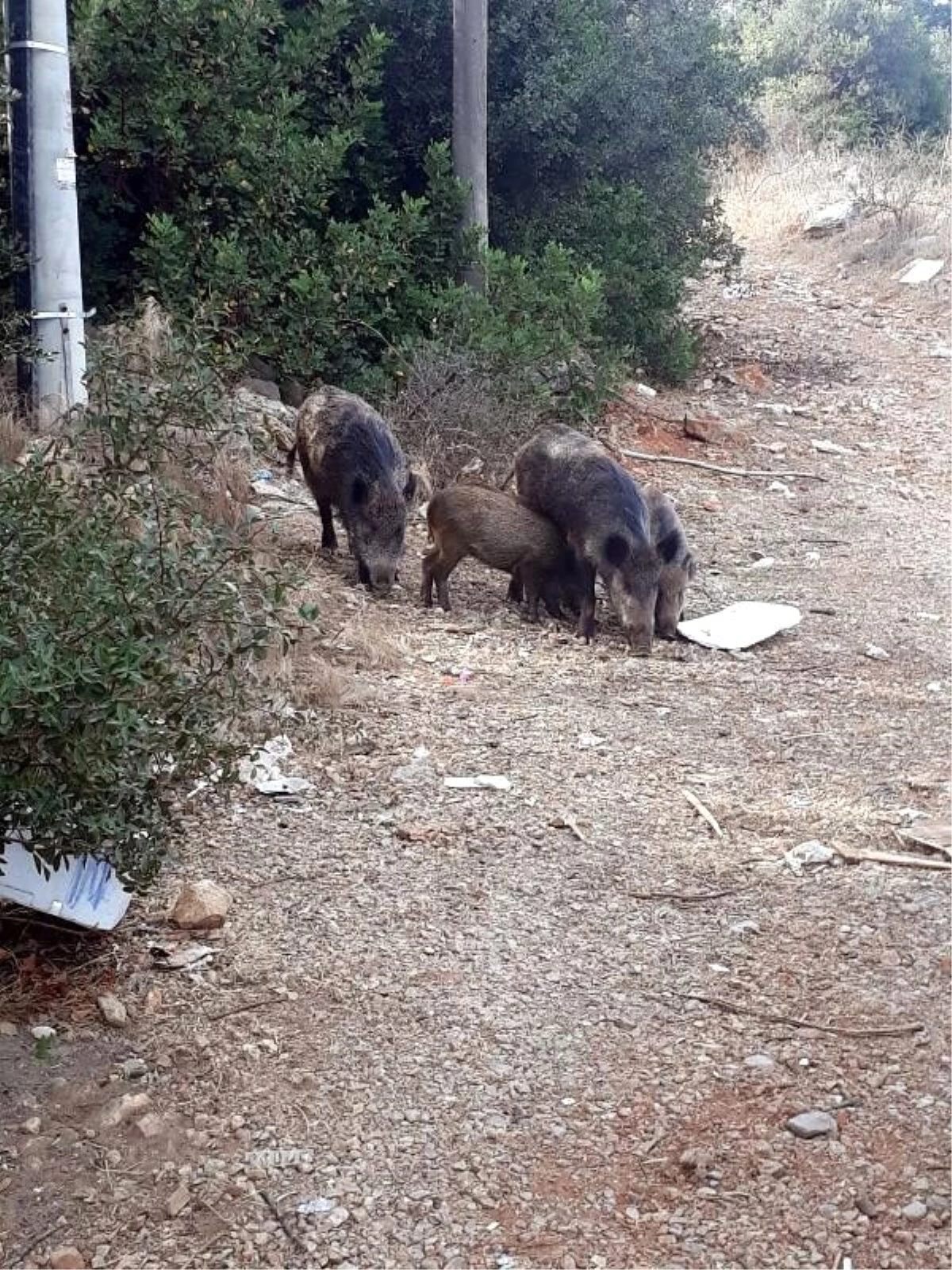 Bodrum\'a inen yaban domuzları görüntülendi