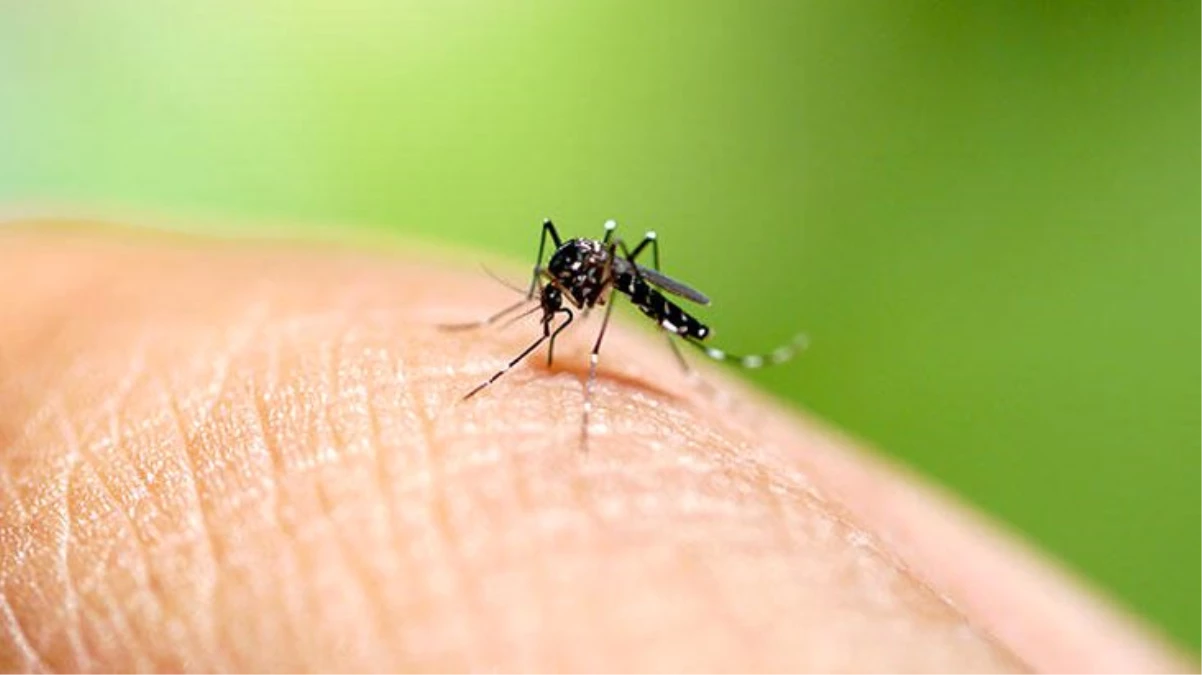 DSÖ, sivrisineklerden bulaşan yeni tehdidi duyurdu: 9 ayda 76 kişi öldü