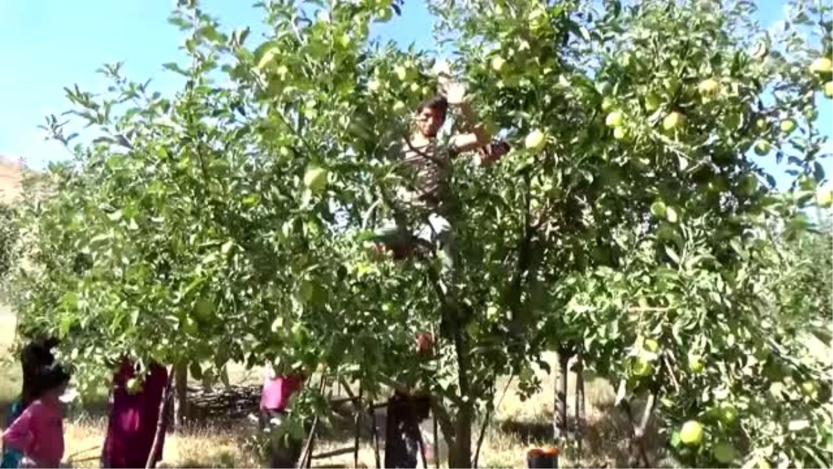 Elma hasadı çiftçilerin yüzünü güldürüyor