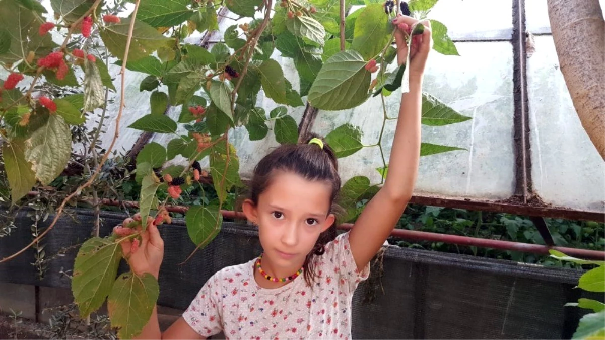 Fethiye\'de Ekim ayında meyve veren dut ağacı şaşkınlık oluşturdu