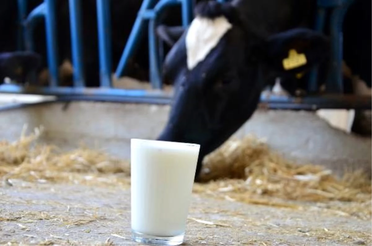 İneklerde süt verimini ve tonajını artırmak, sütün kalitesini düşürüyor