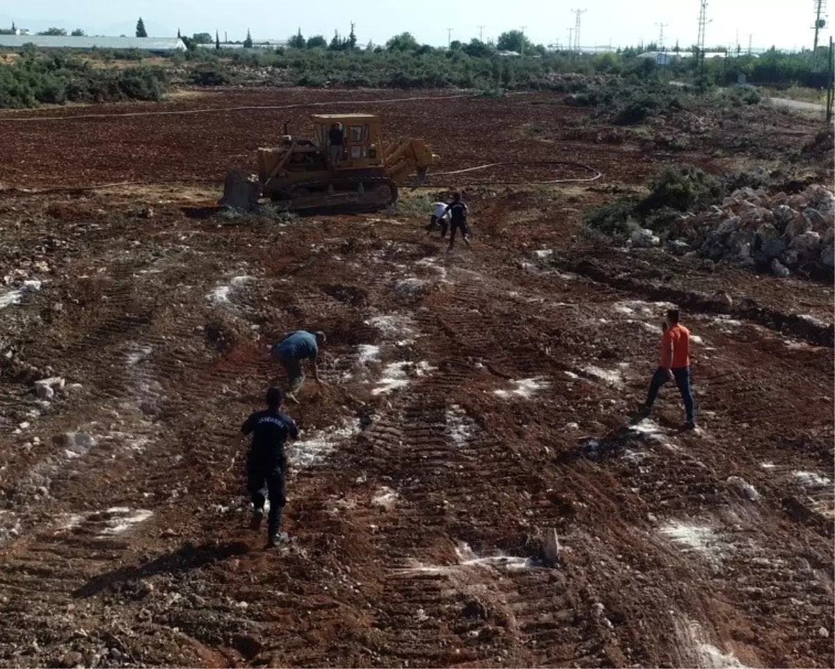 Son dakika haberleri! Kesilen zeytin ağaçları için birbirine giren akrabalara jandarma müdahale etti