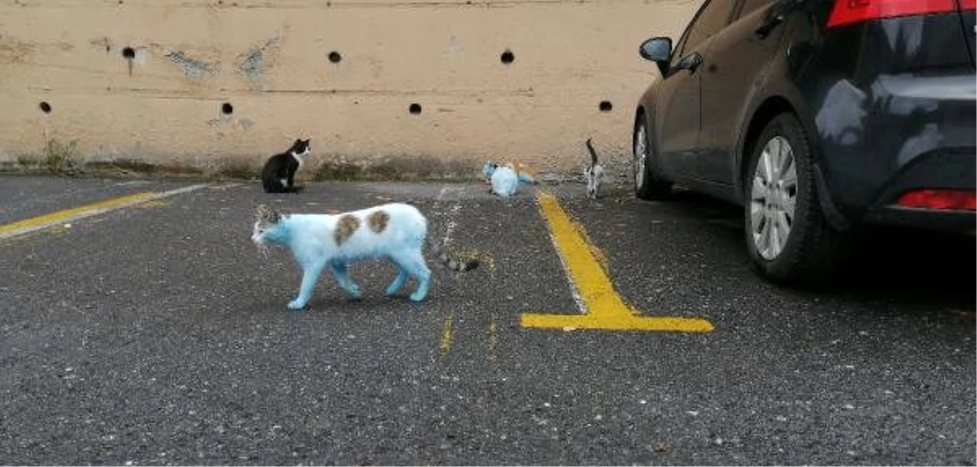 Küçükçekmece\'de mavi kediler görenleri şaşkına çevirdi