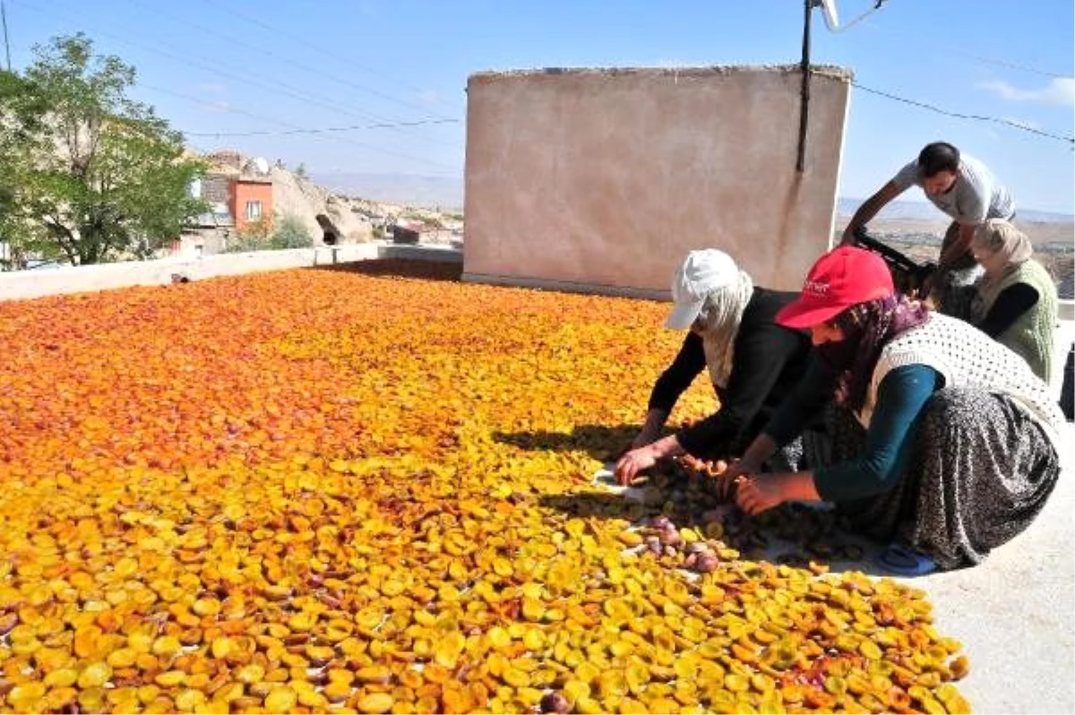 Nevşehir\'de kurutulan erikler, 4 ülkeye ihraç ediliyor