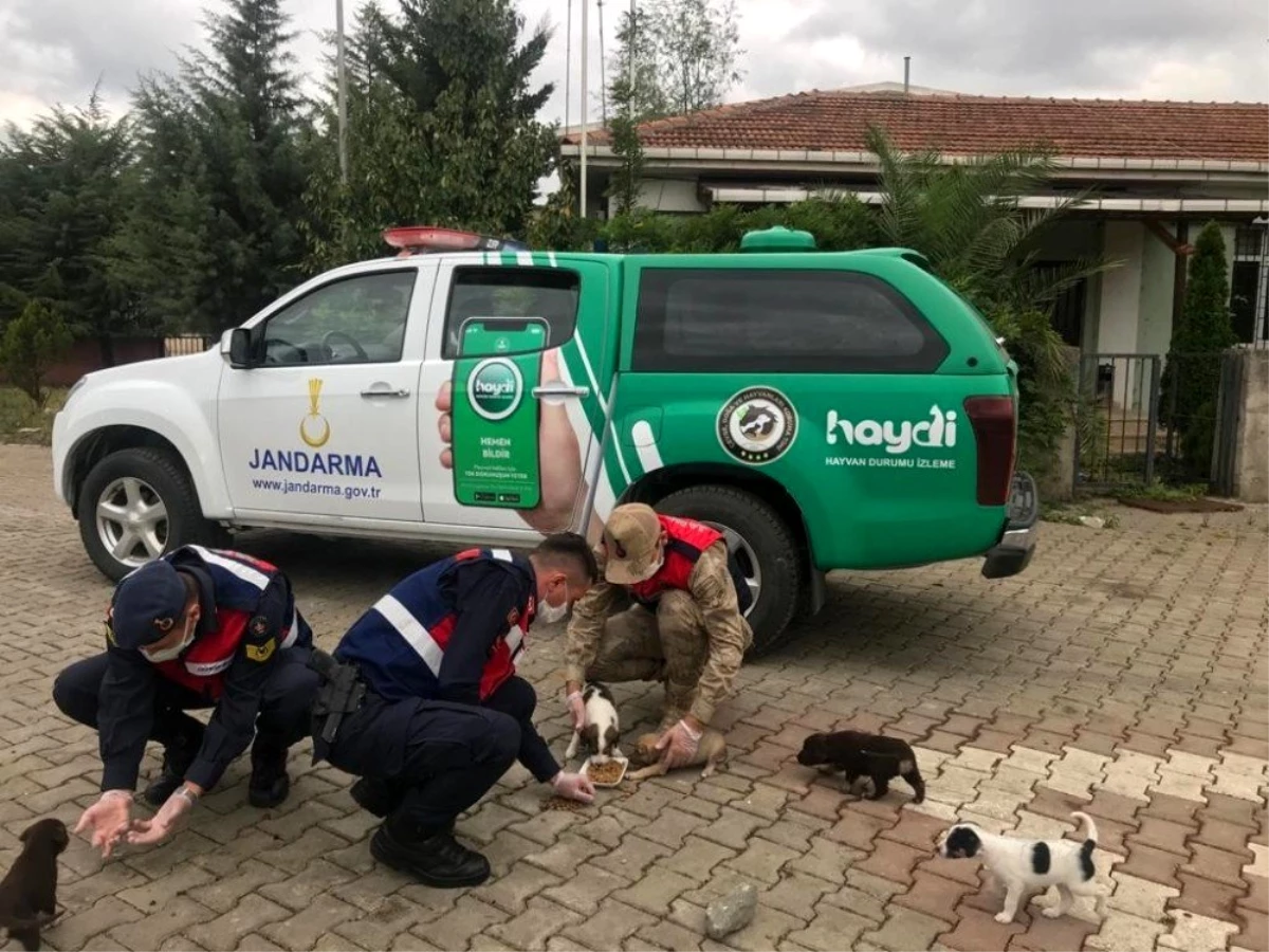 Son dakika haber! Samsun\'da jandarmanın HAYDİ ekipleri takipte