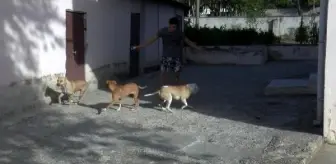 Tuğba'nın saldırıya uğradığı mahallede pitbull korkusu sürüyor