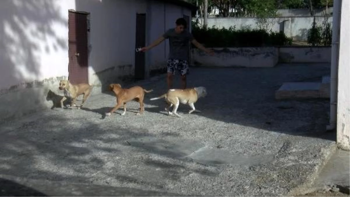 Tuğba\'nın saldırıya uğradığı mahallede pitbull korkusu sürüyor