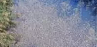 Bursa'da, derede binlerce balık telef oldu