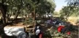 Derik'te ödüllü zeytinin hasadına başlandı