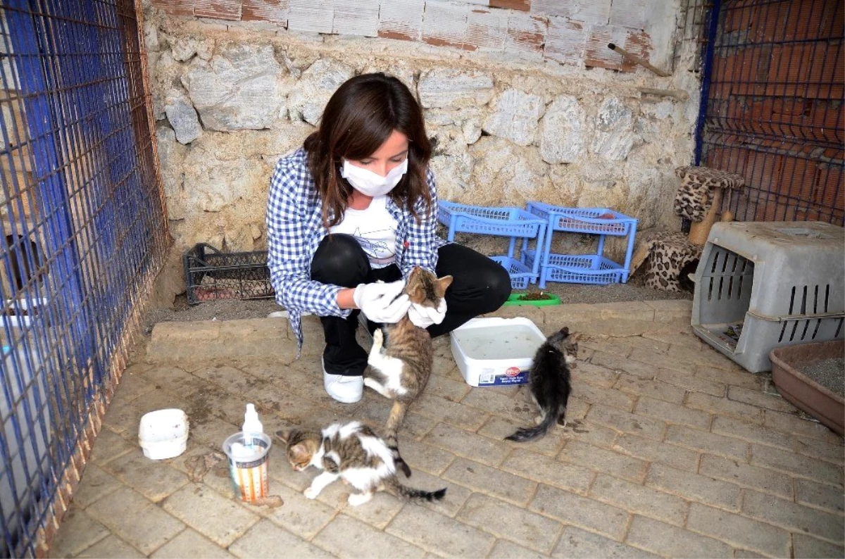 Kuşadası Hayvan Rehabilitasyon Merkezi\'nde 18 ayda 3115 hayvan misafir edildi