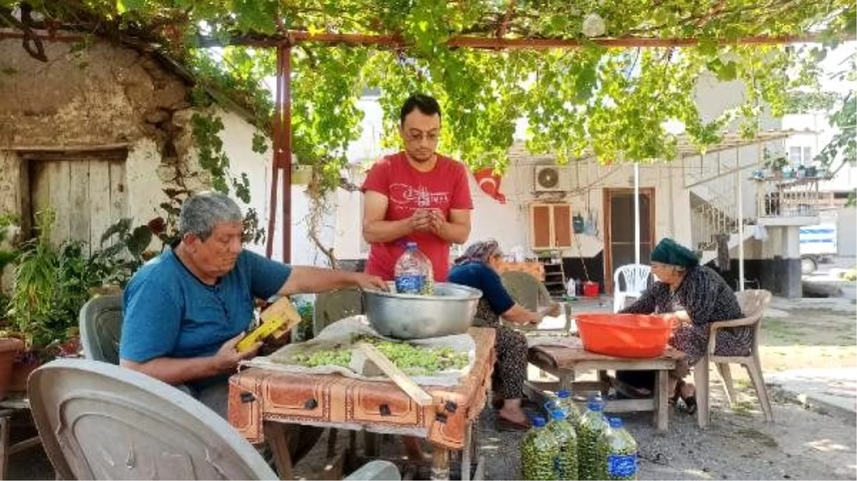 Osmaniye\'de salamuralık ve yağlık zeytin hasadına başlandı