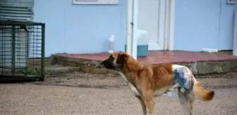 Son dakika gündem: Sinop'ta silahla vurulan sokak köpeğinin bacağı kesildi
