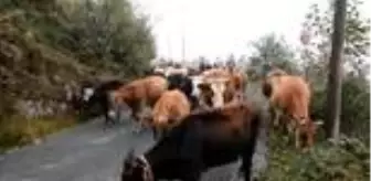 Yaylalardan dönüşler başladı