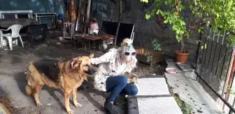 10 yıldır sokak hayvanlarını besliyor