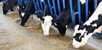 Adana'da 'kör eden' sinek tehlikesi