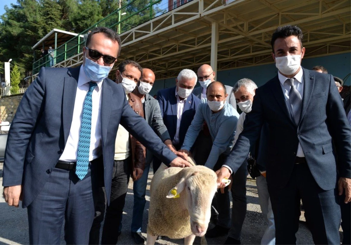 Bilecik\'te kıvırcık ırkı damızlık 308 adet koç dağıtıldı