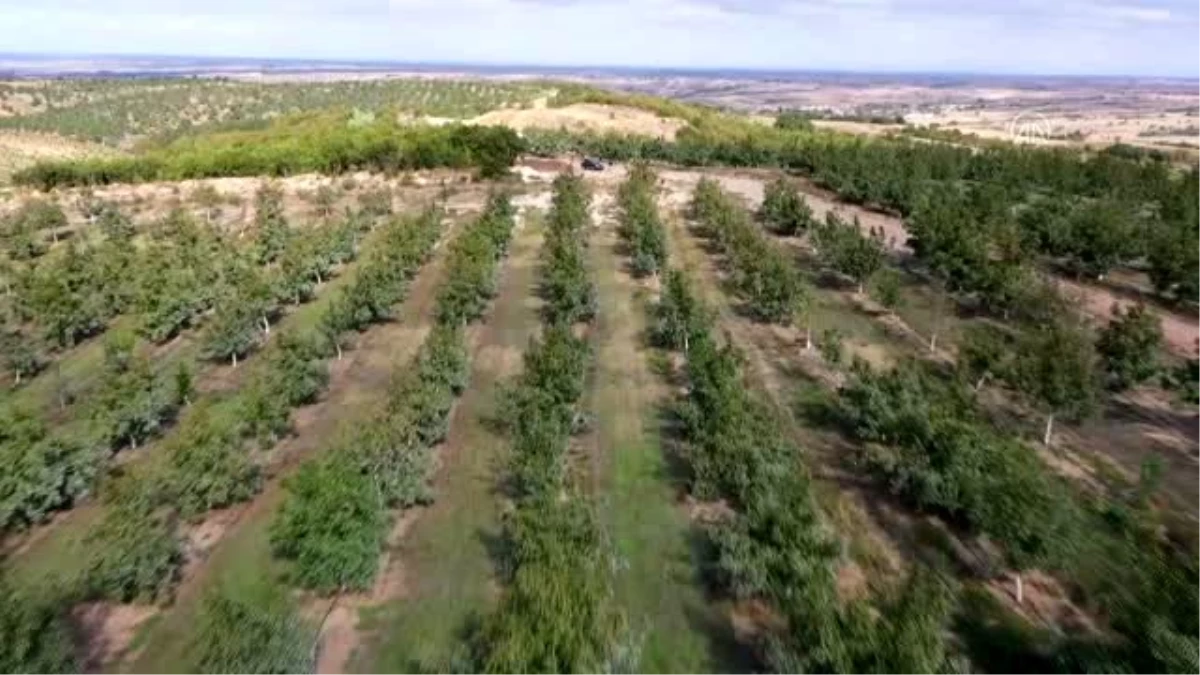Bozuk orman arazileri, ceviz üretimiyle ekonomiye katkı sunuyor