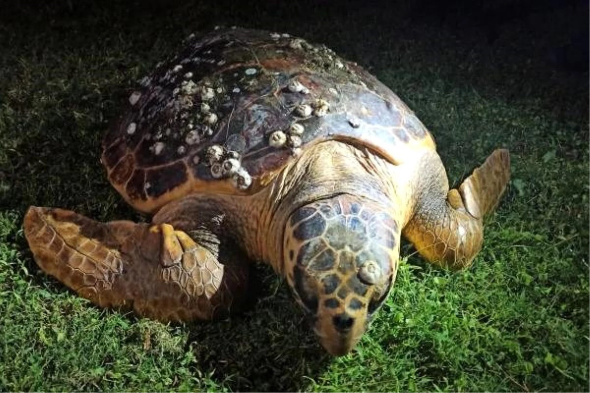 Caretta carettaların sindirim sisteminde yüzde 60 plastik çıktı