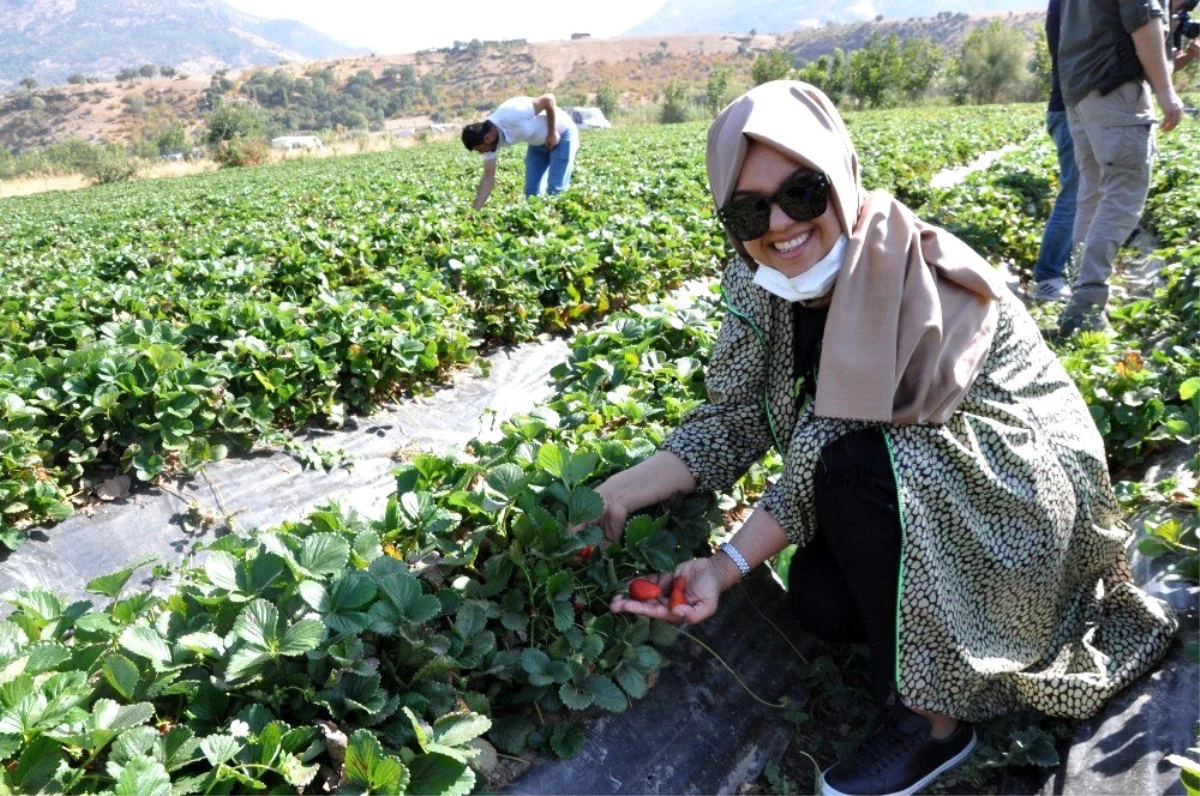 Çilek üretimi Güneydoğu\'nun geneline yayılıyor