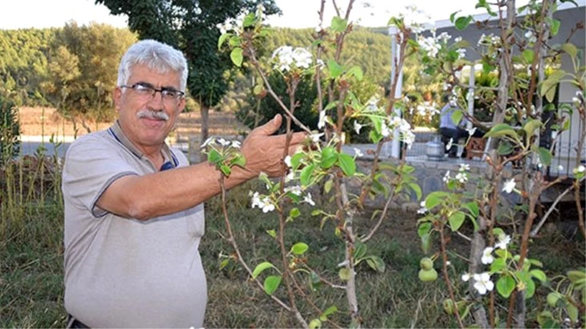 Ekim ayında çiçek açıp, meyve veren armut ağacı şaşırttı